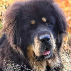 cane leone tibetano