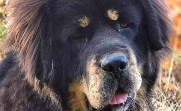 cane leone tibetano