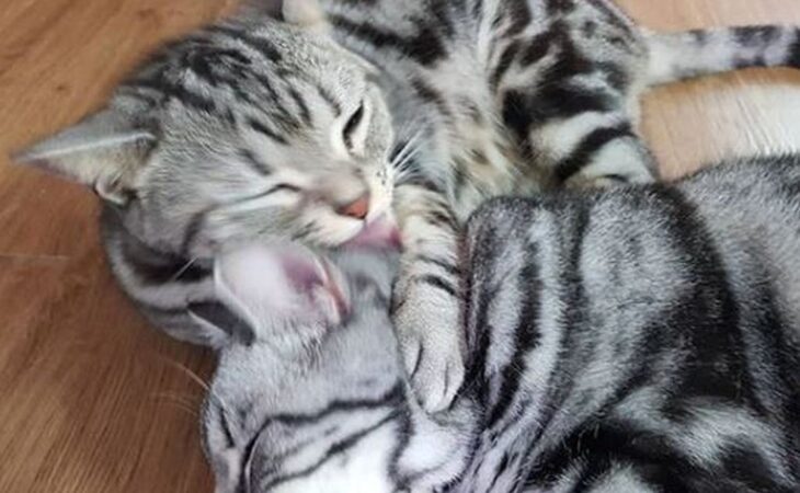 gatto americano