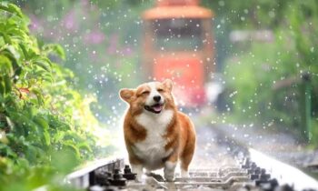 welsh corgi