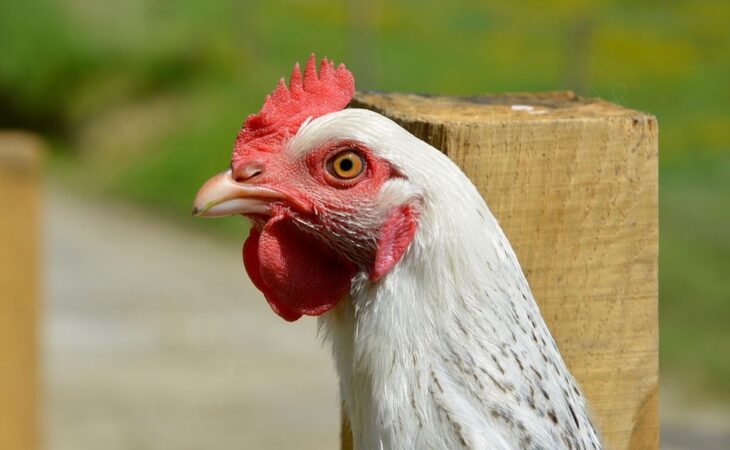 galline sussex