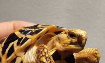 tartaruga elegans