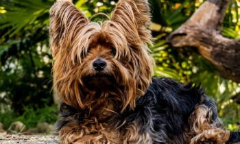 cani yorkie
