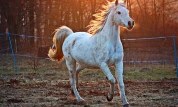 cavallo arabo