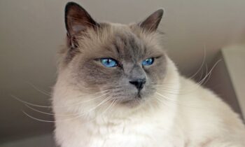 gatto birmano