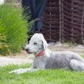 cane bedlington terrier