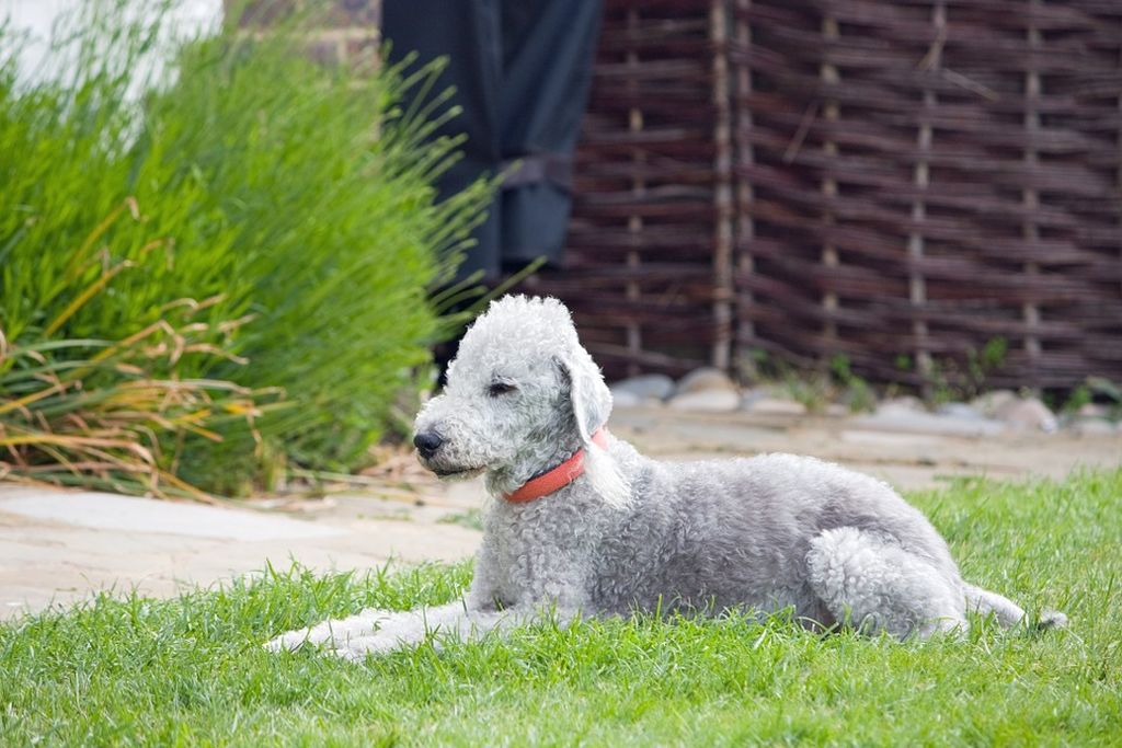 Costui per cani: vestini da Carnevale e Halloween per cani