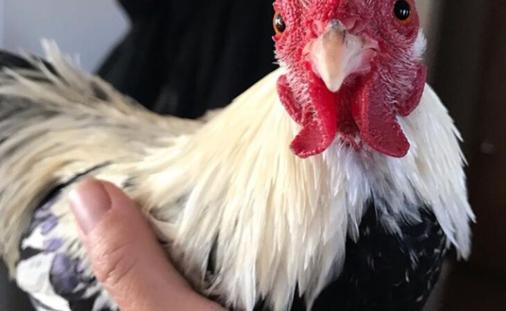 galline piccolissime