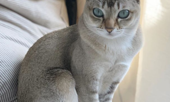 singapura