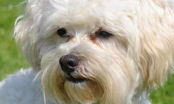 bichon frise prezzi