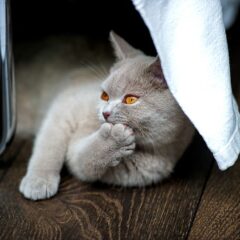 gatto british
