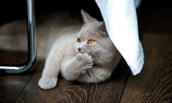 gatto british