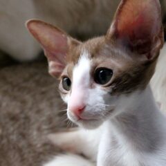 gatti orientali