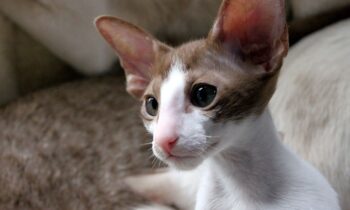 gatti orientali