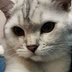gatti scottish