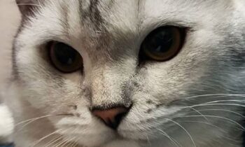 gatti scottish