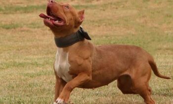 american bull