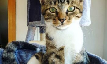 american wirehair