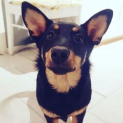 lancashire heeler kennel