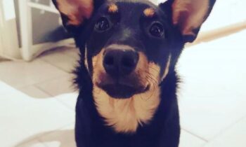 lancashire heeler kennel