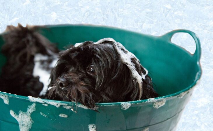 shampoo per cani pelo corto