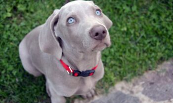 cane weimaraner