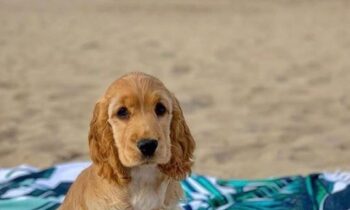cocker americano cucciolo