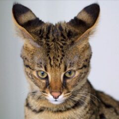 gatto savannah prezzo