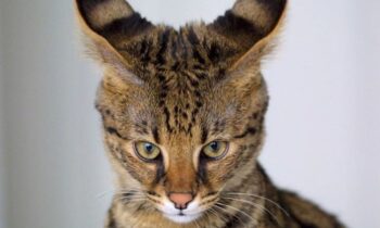 gatto savannah prezzo