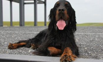 setter scozzese