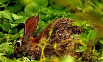 Sylvilagus cunicularius
