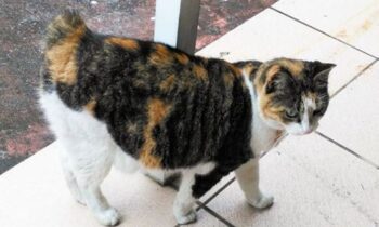 gatti senza coda