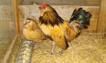 galline piccole
