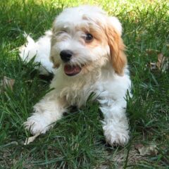 cavapoo