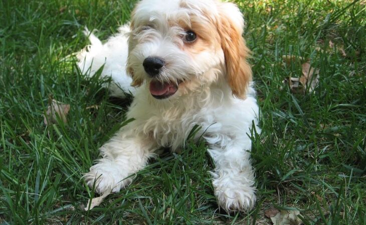 cavapoo