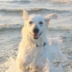 cuccioli kuvasz