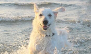 cuccioli kuvasz