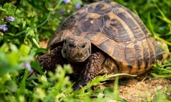 terrario per tartarughe di terra