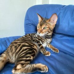 toyger