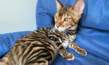 toyger