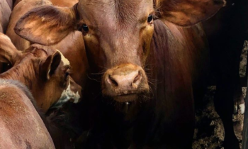 Santa Gertrudis