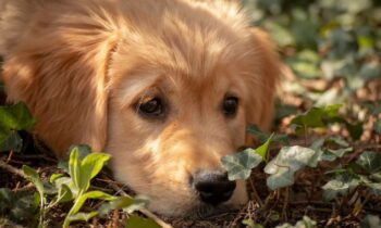 calore del cane