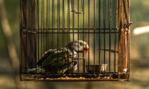 gabbia per uccelli
