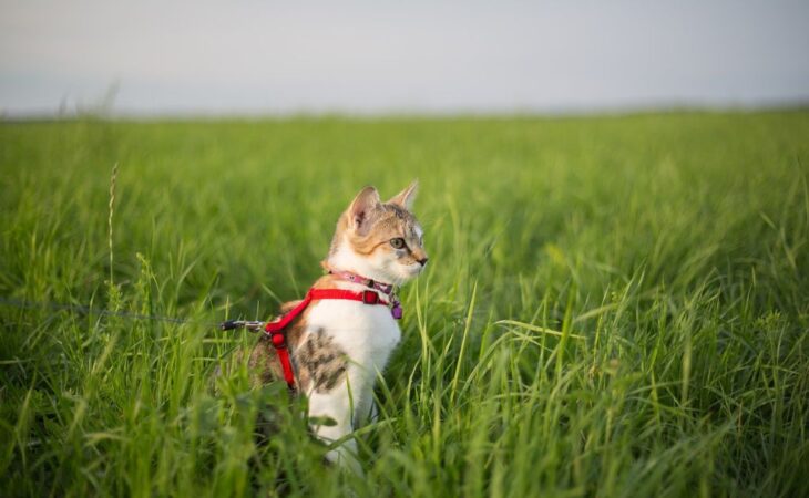gatti guinzaglio