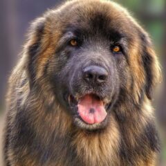 leonberger allevamento