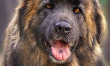 leonberger allevamento