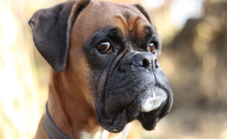 boxer temperamento