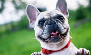 bull dog francese