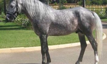 cavalli arabi in vendita