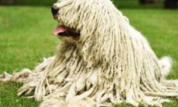 cane komondor